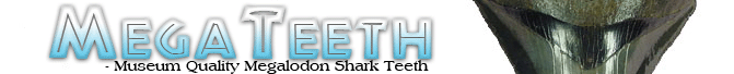 MegaTeeth Fossils - The finest Megalodon Shark teeth on the Web